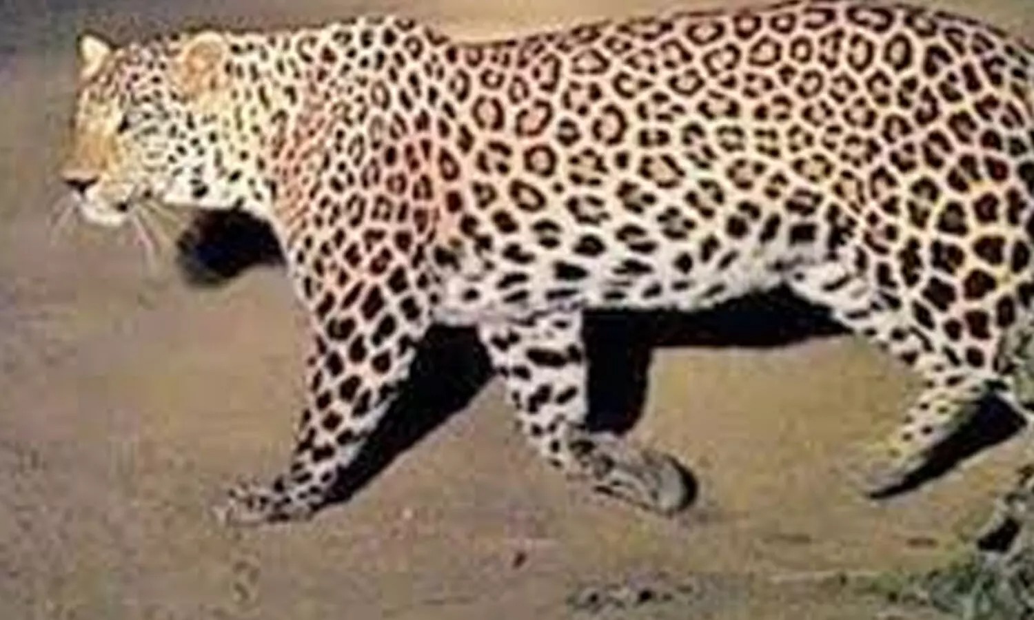 Two leopards spotted at RCI Balapur