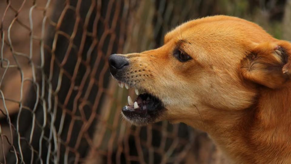 minorgirlinjuredinstraydogattackinkarimnagar