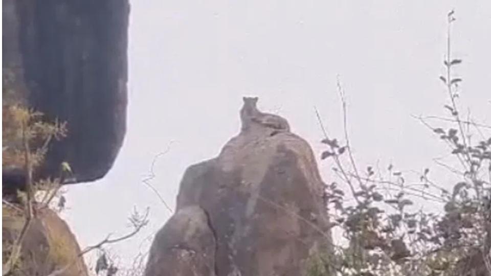 Two leopards spotted in Gundreddipally, Medak