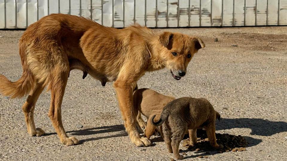GHMC Organises Indie pup Adoption, Stray Dog Sterilisation