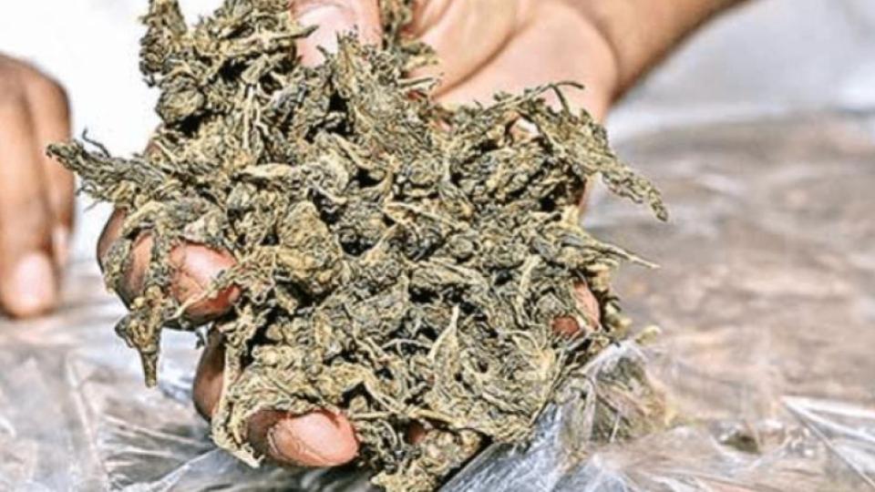 DRI Seizes 25 Kgs Ganja worth Rs.25 Cr at Shamshabad airport