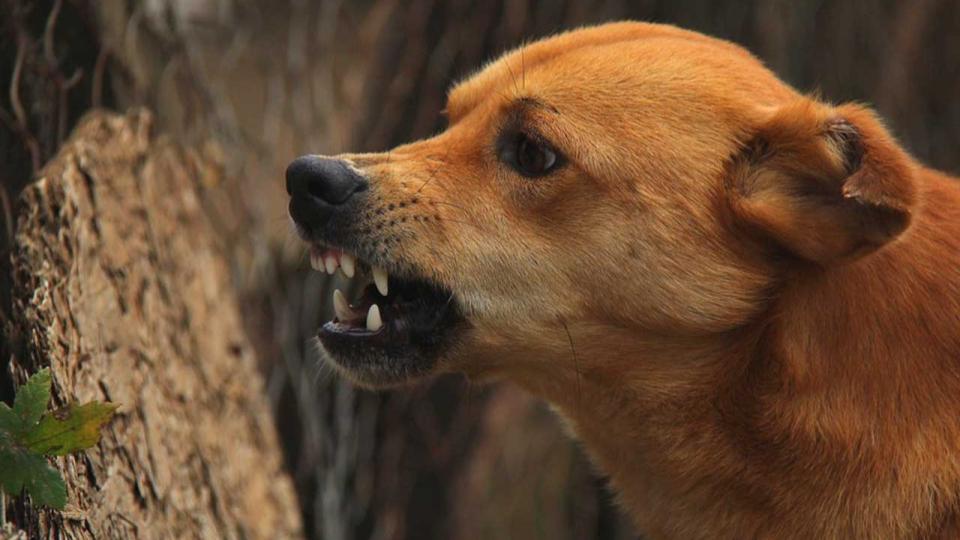 Stray dog attack injures 50 people in Sircilla town