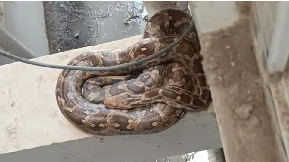 Python spotted at Bachupally apartment, safely captured