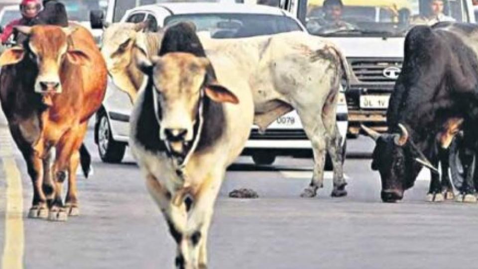 Three booked for leaving cattle on roads in Adilabad