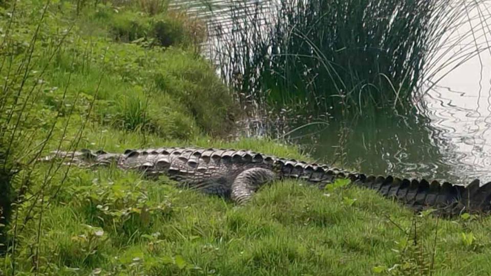 Crocodile sighted on banks of Wardha river in Asifabad