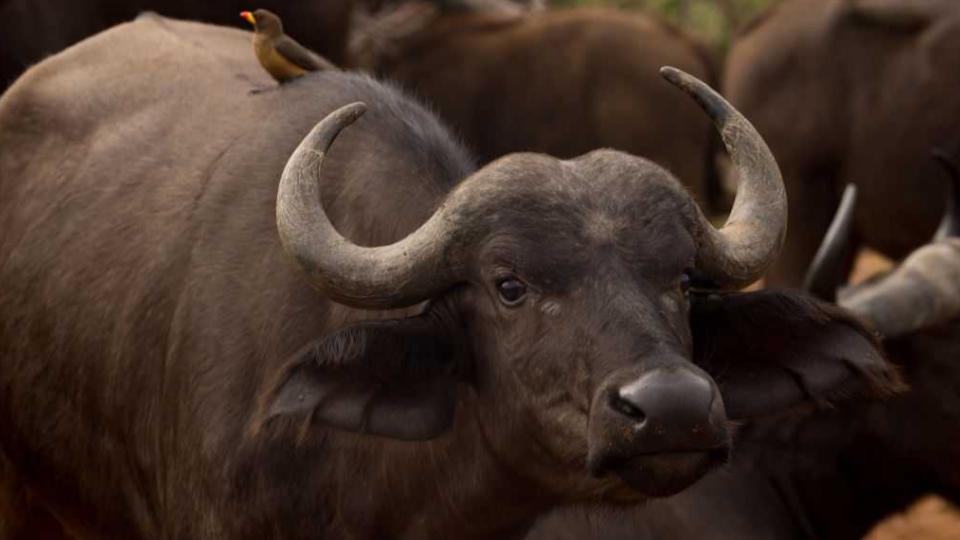 Youth Killed In Buffalo Attack in Medak
