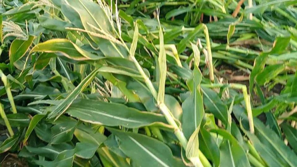 Heavy rains damage maize and paddy stocks in Warangal, Khammam