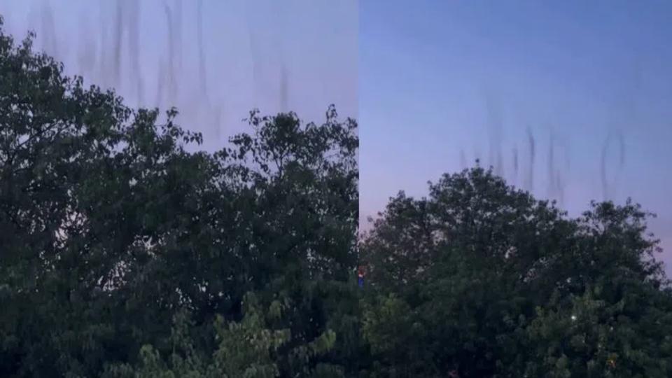 Residents demand fogging after Uppal mosquito swarm video goes viral
