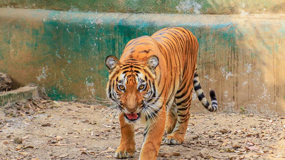 Tiger kills calf in Rajapet mandal of Yadadri-Bhongir