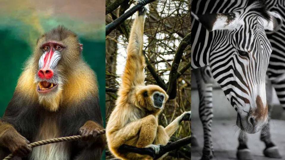 Nehru Zoological Park to welcome Mandrill, Hoolock Gibbons and Zebras 