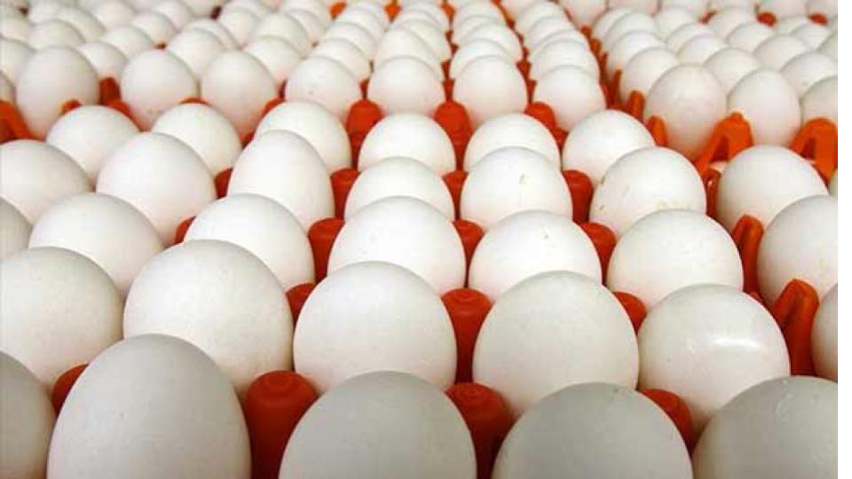 eggpriceshittheroofinkarimnagarnowsellingforuptors8each