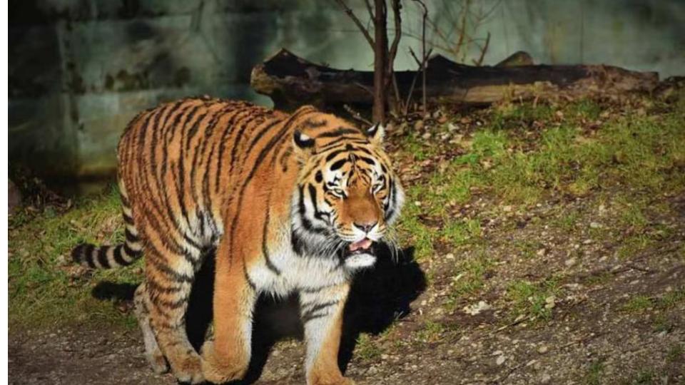 Tiger kills two cows, creates panic in Mancherial