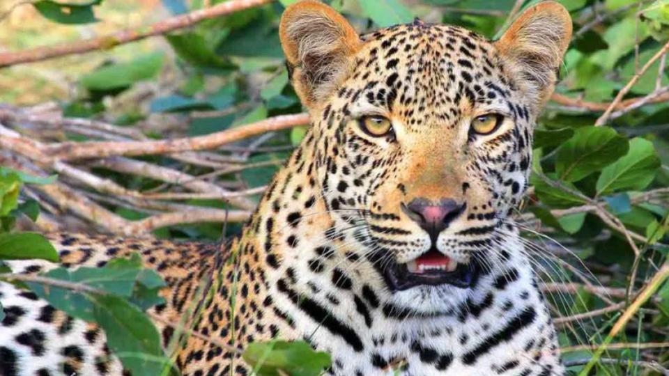 teacherencounterswithleopardwhileonhiswaytoschoolinmedak