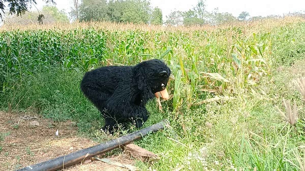 afarmerinsiddipetpatrolsaroundhisfarminslothbearattiretocheckmonkeymenace