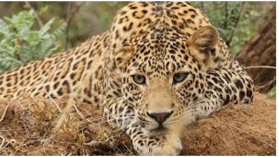 AI generated leopard hoax in Shamirpet sparks panic, cops book teen