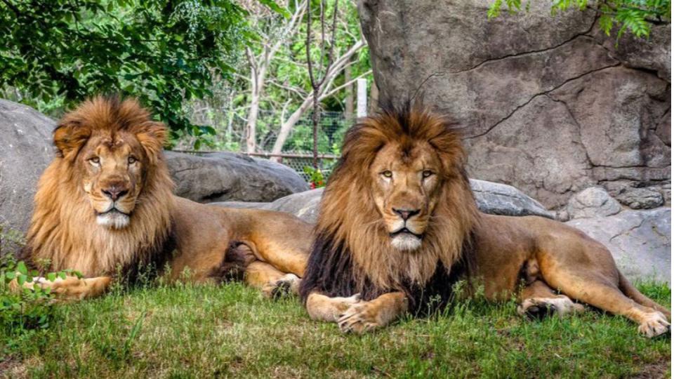 Nehru Zoological Park to have South India’s First BSL-3 Lab