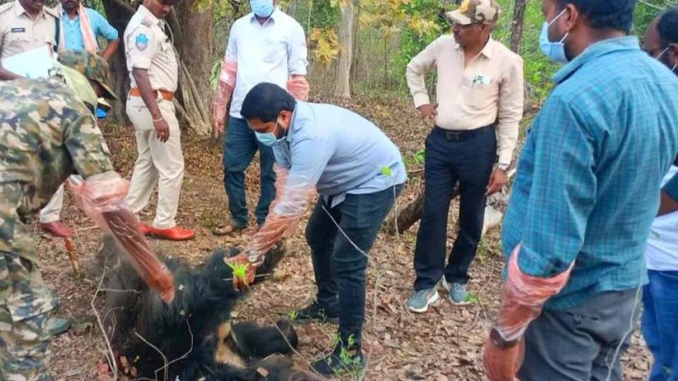 Carcass of sloth bear found in Asifabad 