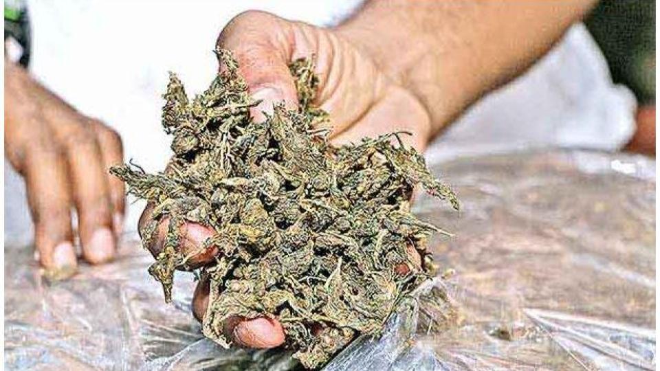highqualityganjaseizedfrom3personsinbanjarahills