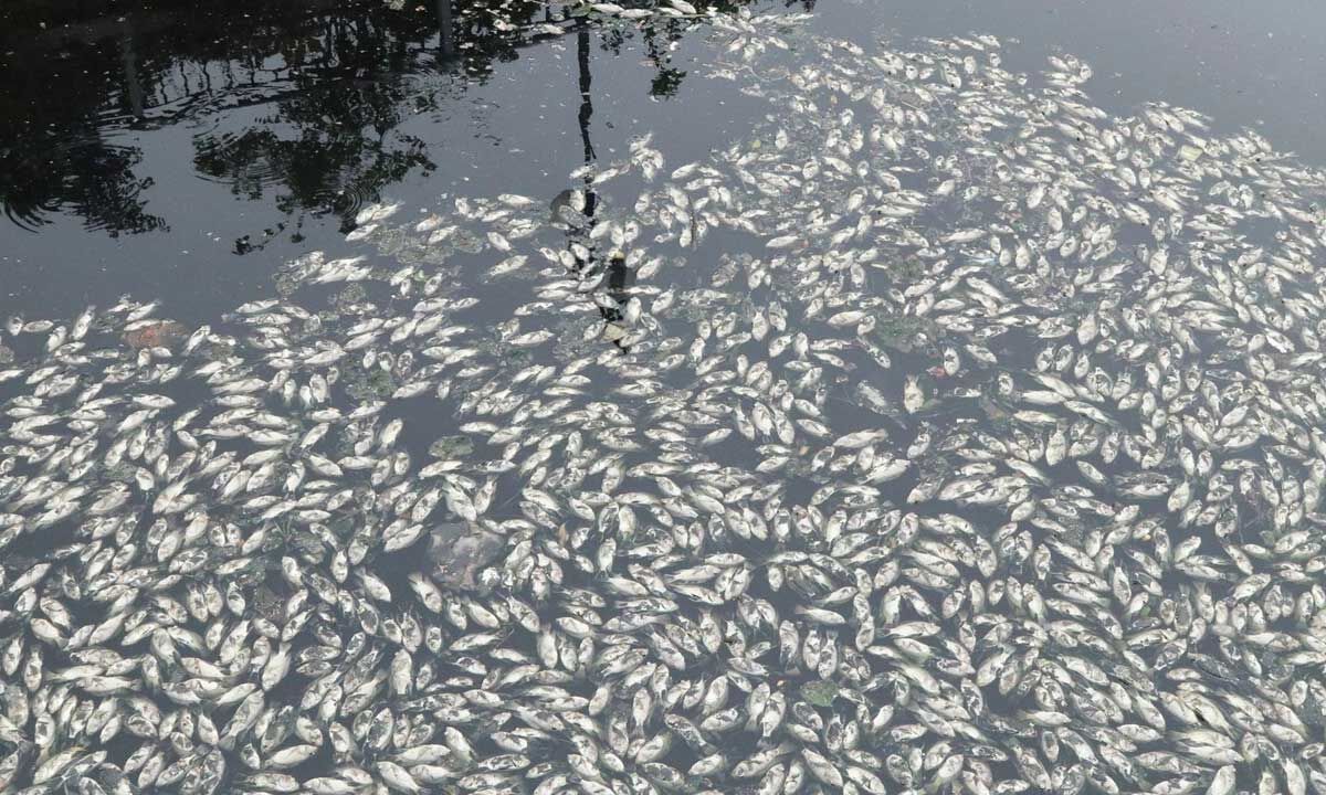 fishfounddeadinlakeinsangareddydistrict