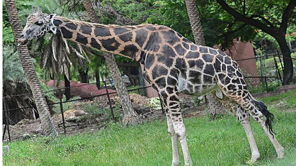 20yearoldgiraffe‘tsunamibasant’diesatnehruzoopark