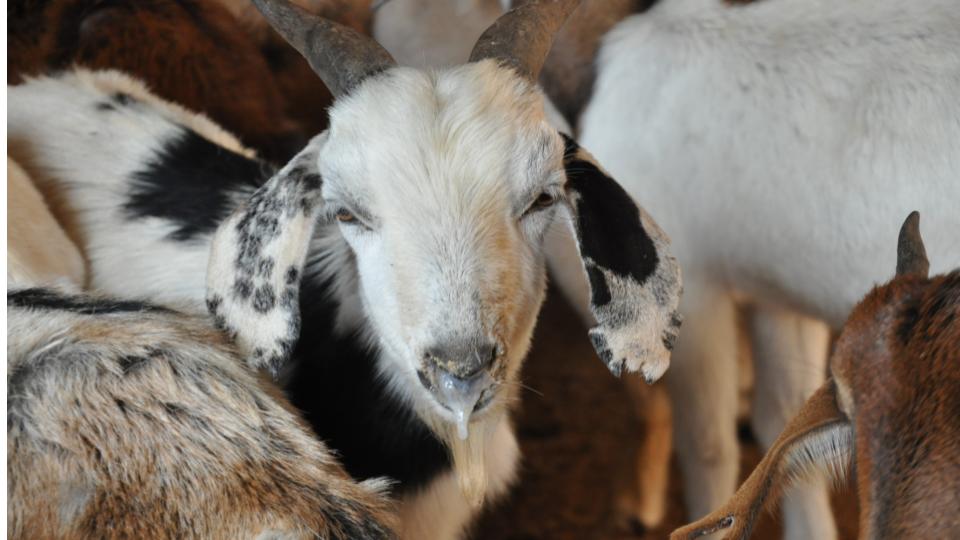 20 goats die of respiratory disease in Nirmal, triggers panic among farmers