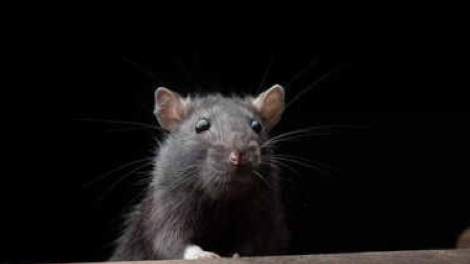 Rats bite six students at Gurukul in Khammam