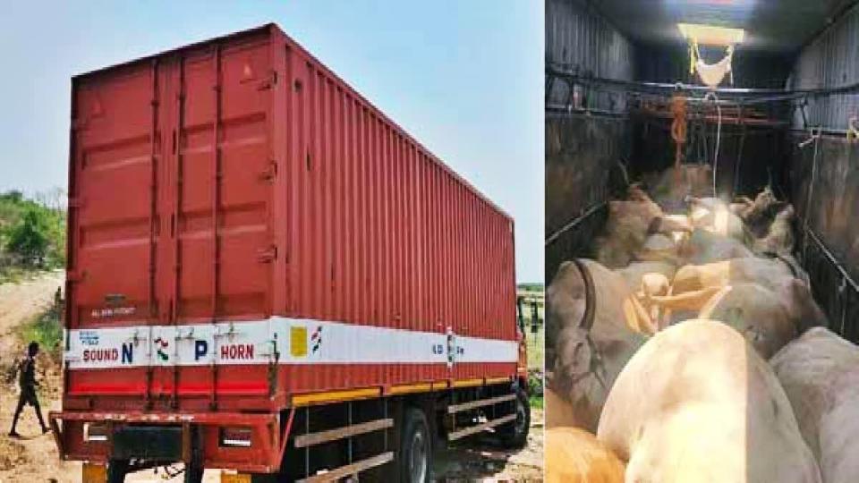16 Bulls found dead due to suffocation in container in Suryapet