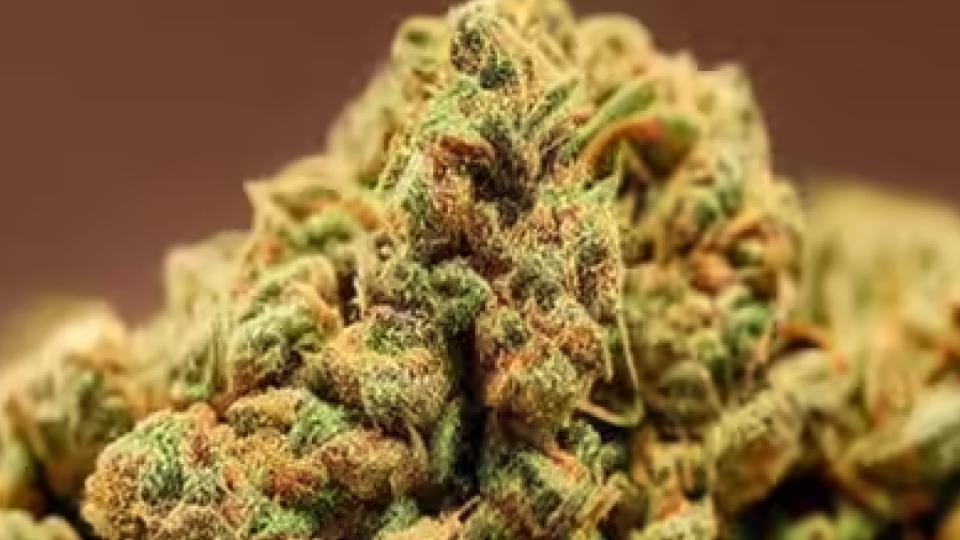 EAGLE Force seizes 200 kg ganja worth Rs 1 crore, five arrested