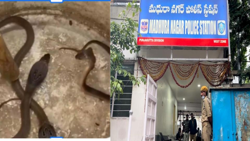 Three Baby Cobras Found at Madhura Nagar Police Station