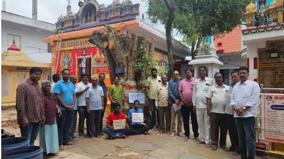 100yearoldsacredfigtreesavedfrombecominghistoryinhyderabad