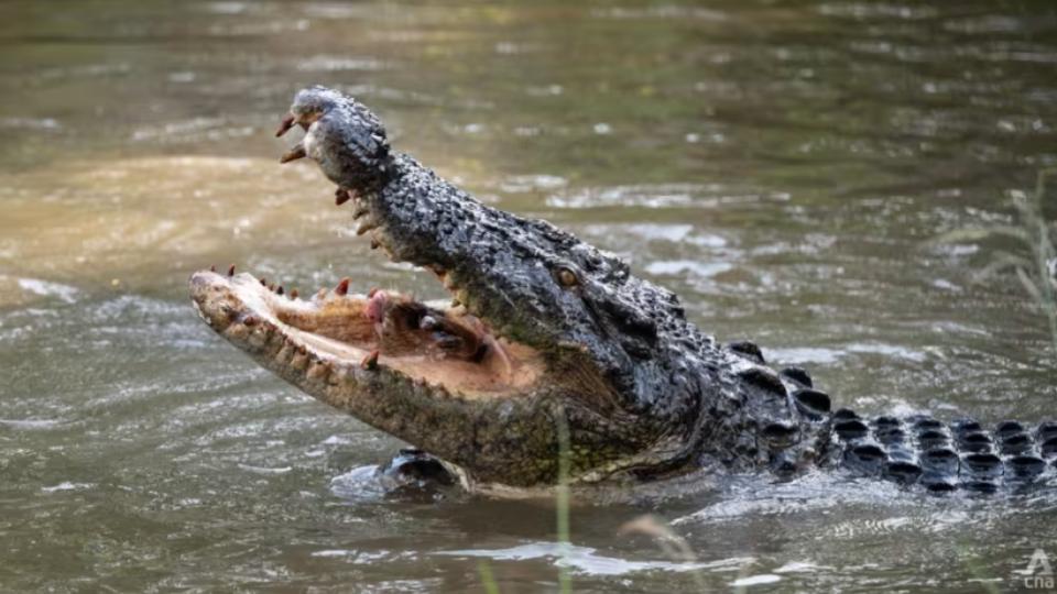 Crocodile Creates Scare among Residents in Pedda Amberpet