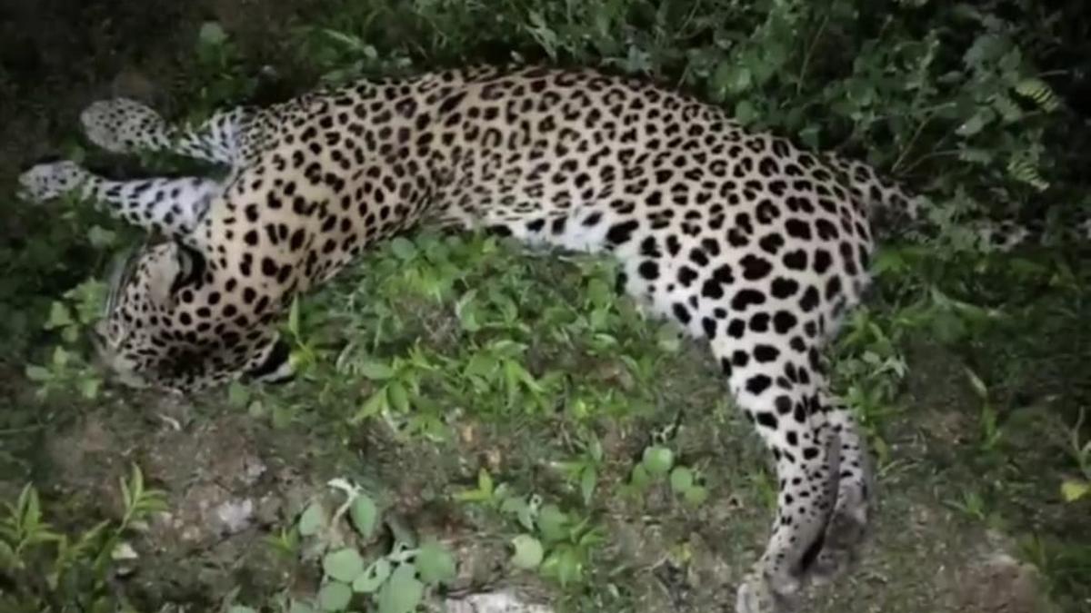 leopardkilledinroadaccidentinmedak
