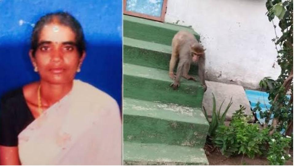 Monkey-Fight On Rooftop Turns Fatal in Jagtial, Women Killed