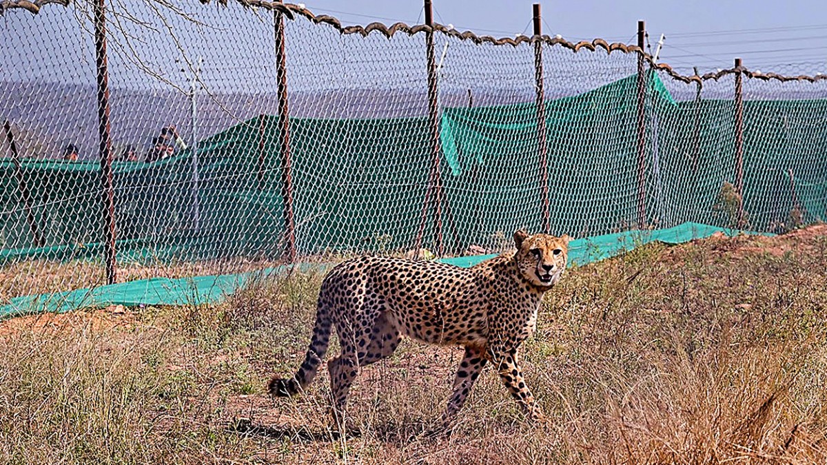 Cheetah dies of heart attack in Nehru Zoological Park