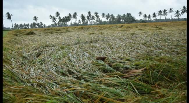rainhailstormleavecropson1900acresdamagedinmedak