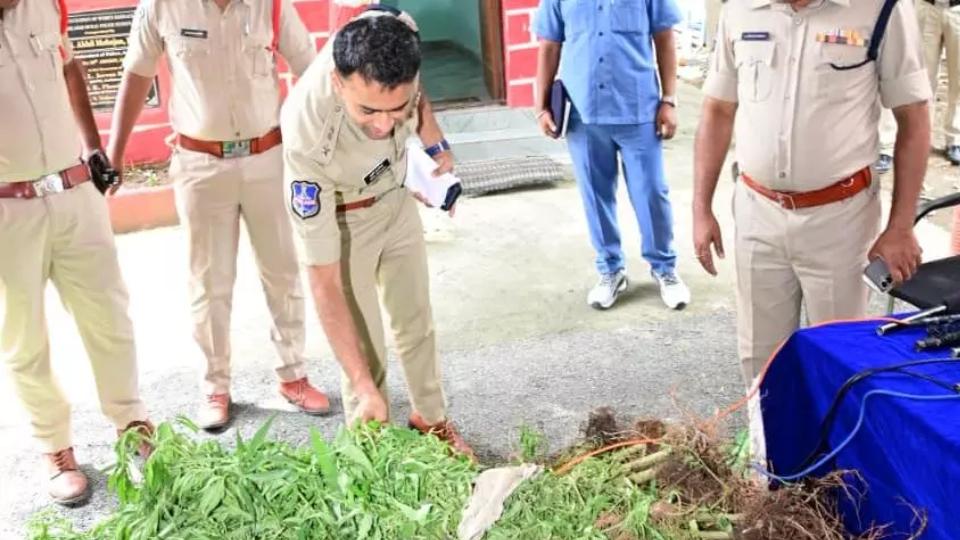 Rs.38.5 Lakh Worth Ganja Plants Seized in Adilabad