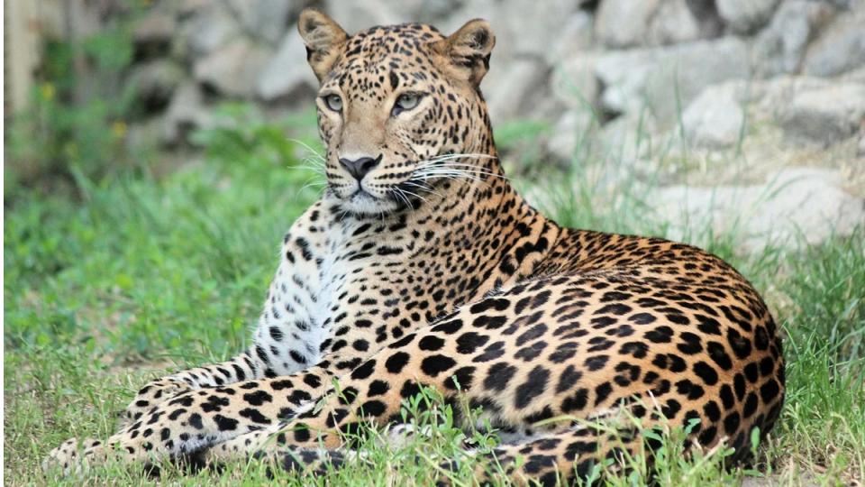 Leopard kills calf in Sangareddy’s Kadpal village