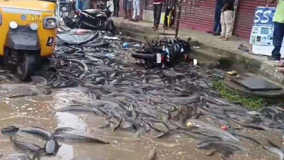 localslootfishaftertruckoverturnsinmahabubabad