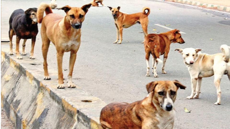 Over 30 people sustained injuries due to stray dogs attack in Nirmal