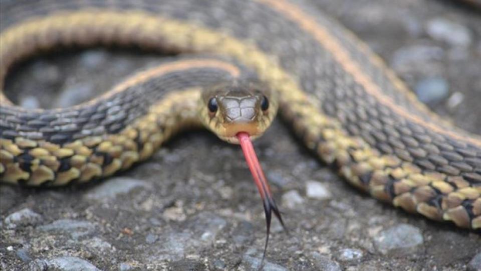 telanganareportsover2400snakebitecasesin2024