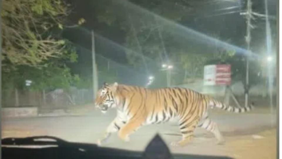 aigeneratedtigerimagesparkspanicinnaspurcasebooked