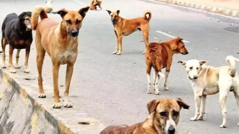 ghmcstepsupstraydogcontrolmeasuresreportstohc