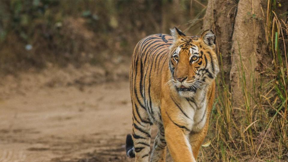 Tiger kills two sheep in Narmetta mandal, Jangaon