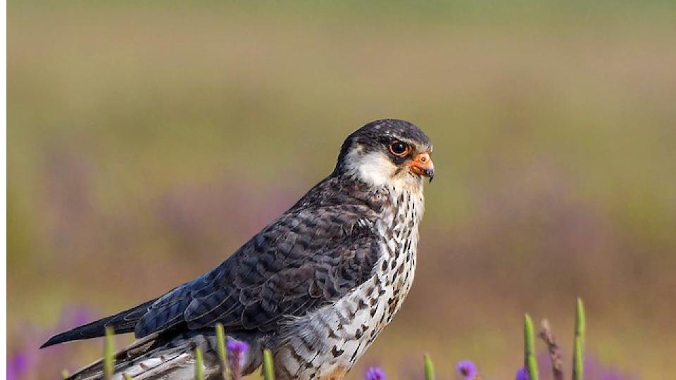 Rare Amur Falcon sighted near Sangareddy 
