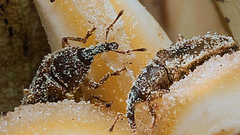 Africa insects introduced in Jagtial to boost oil palm yield
