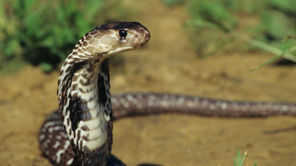 snakebitesclass3girlatschoolinasifabad