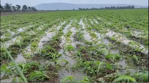 Cyclone Montha ravages 4.47 lakh acres of crops, over 2.5 lakh farmers hit in Telangana