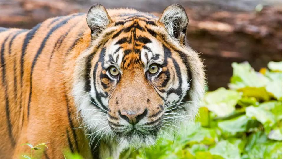Scientists develop bio-score to assess zoo animal well-being