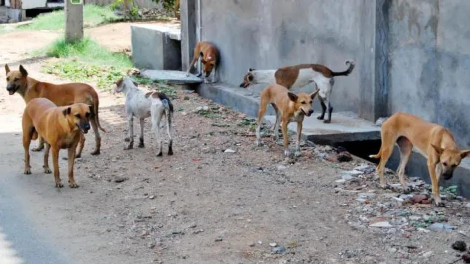 firagainsttelanganamunicipalworkersover‘poisoning’50straydogs