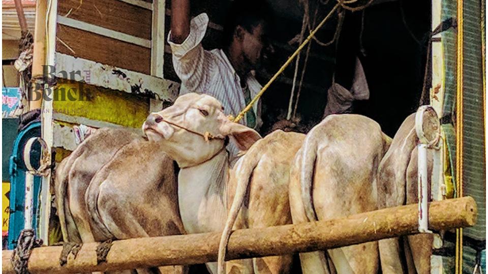 Police bust illegal cattle transport at Abdullapurmet